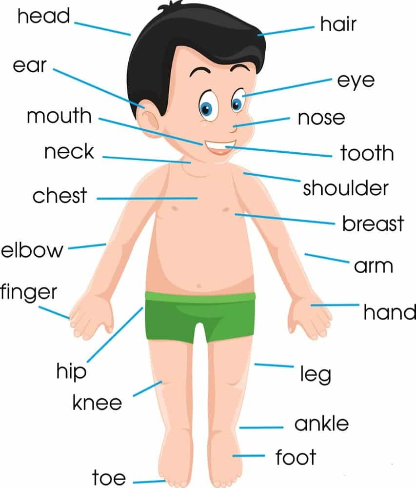 Human Body Parts Name in English and Hindi by Swajms English Speaking Classes