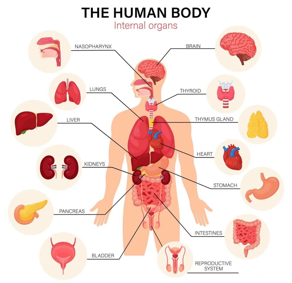 Human internal Body Parts Name in English and Hindi by Swajms English Speaking Classes